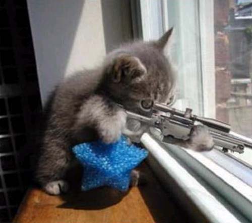 sniper_cat