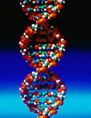 01-coll-dna-knoll-l