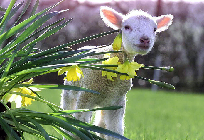 Image result for Happy Easter photo with lambs